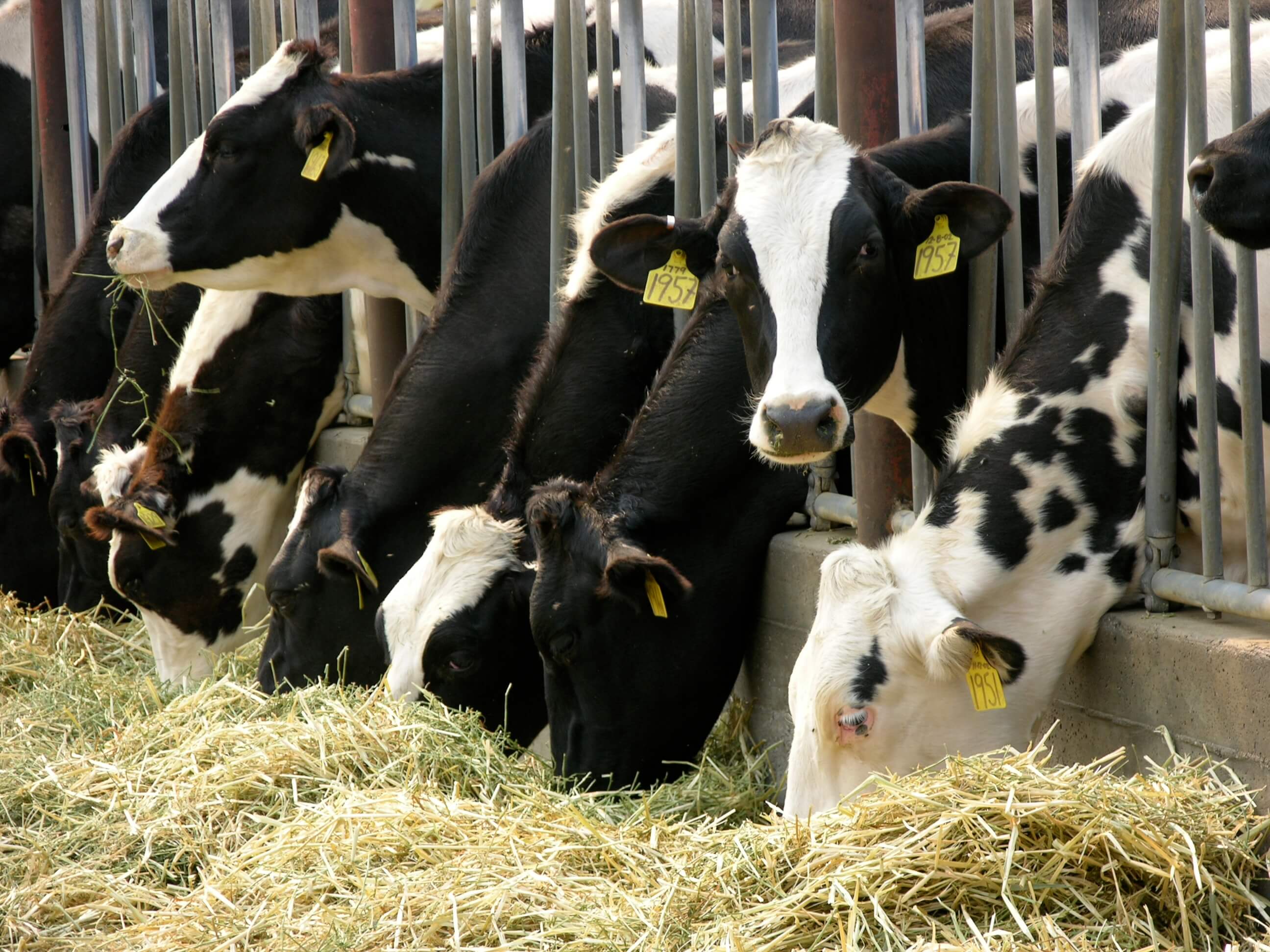 Research Cow s Milk May Protect Against Disease Florida Farm Bureau