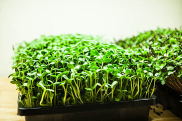 how-to-grow-microgreens-0691
