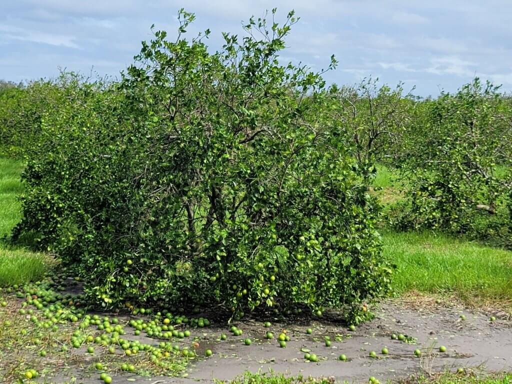 Hurricane Ian Devastates Southwest Florida Agriculture Florida Farm
