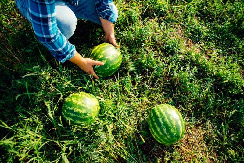 Alachua Co, Watermelon