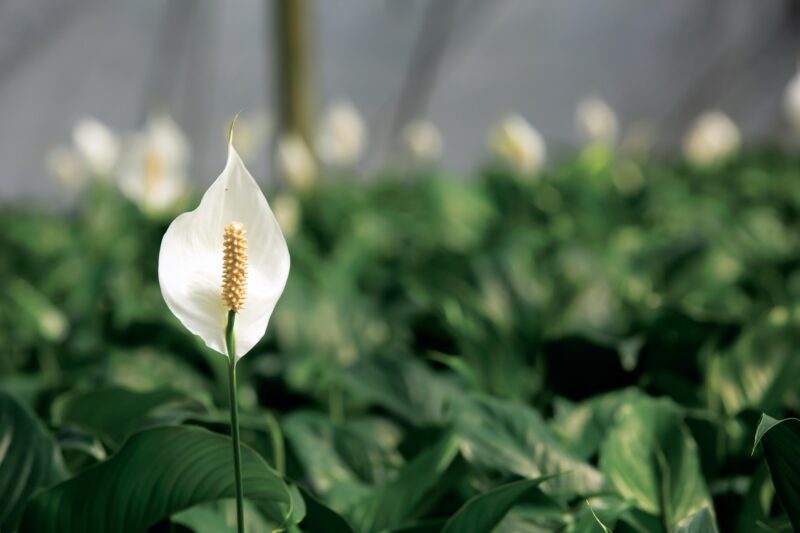 Seminole Co Floriculture