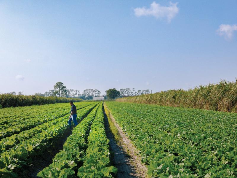 Sarasota Co Vegetable farm
