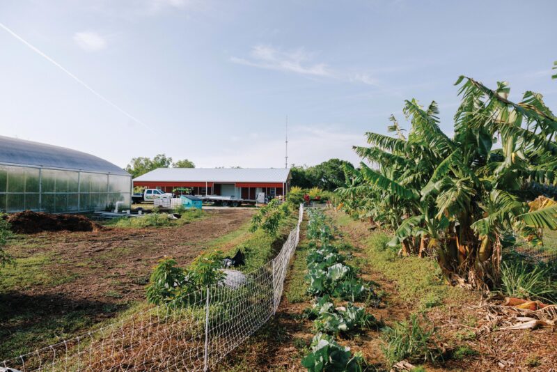 Broward Co, Greenhouse crops