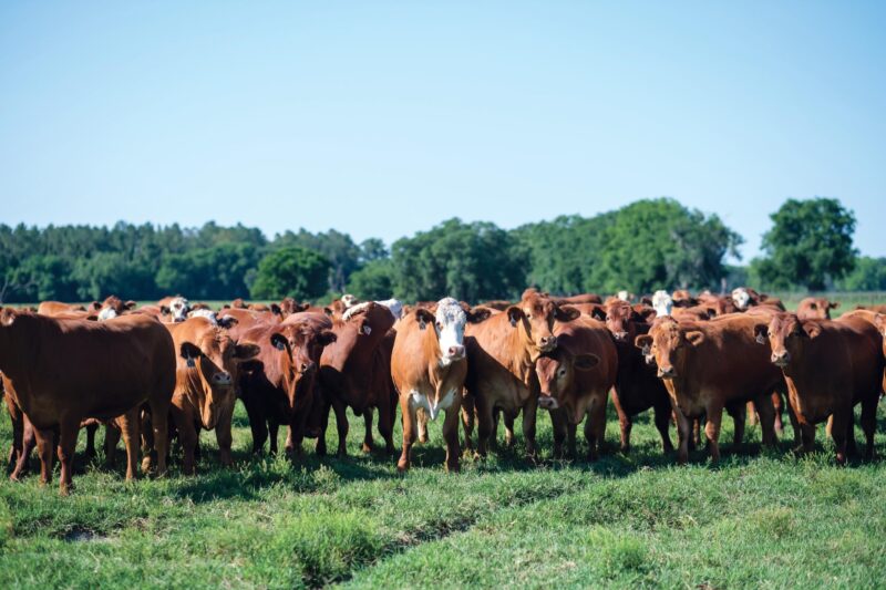 Bradford Co, livestock