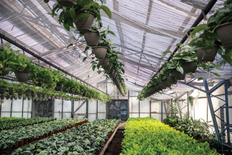 Lee Co, Floriculture/greenhouse