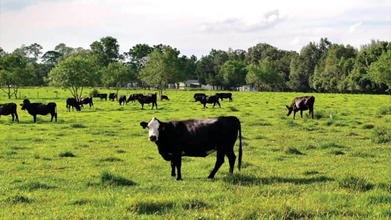 Bay Co, Cattle