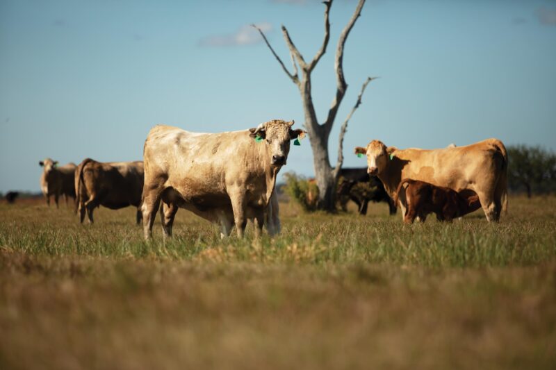 Washington Beef Cattle