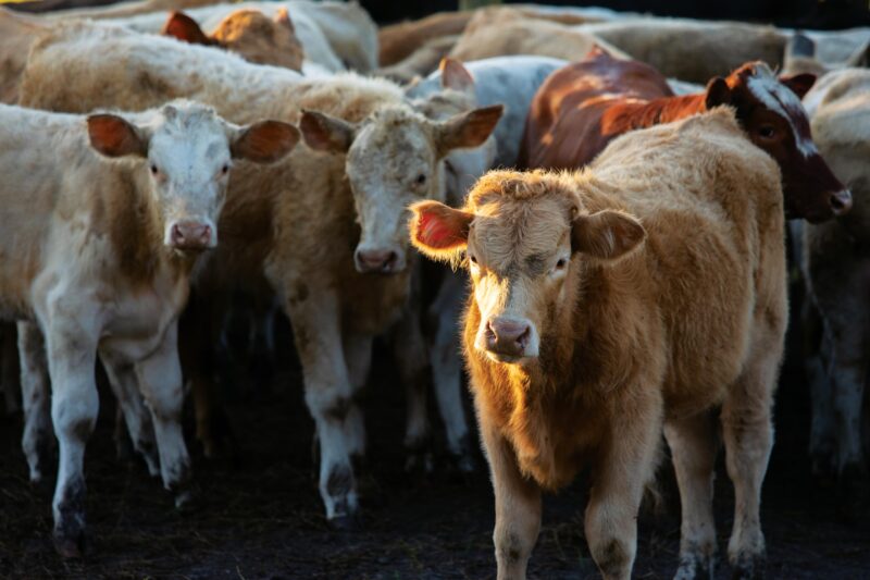 Baker Co, Cattle