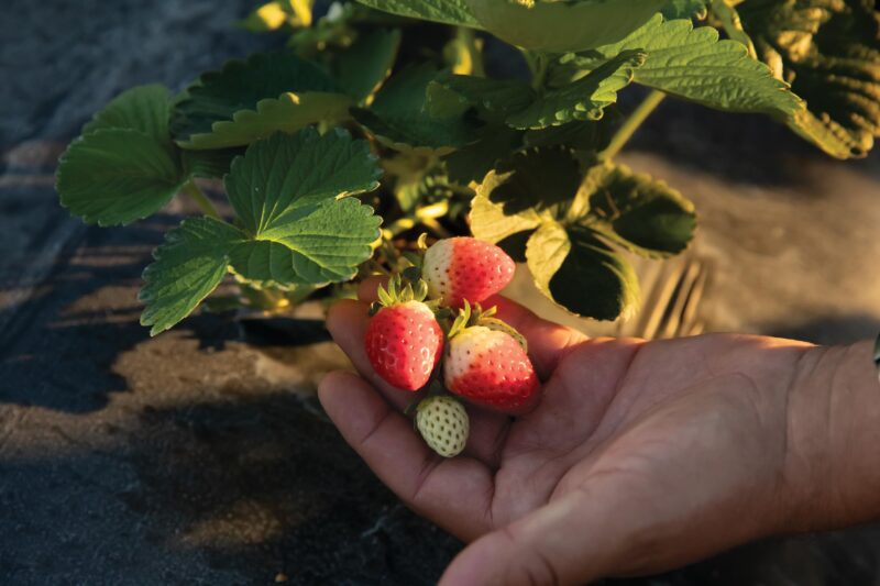Hillsborough Co, Strawberries