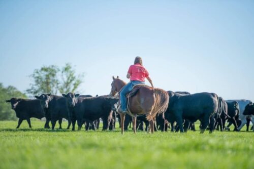 A woman riding a horse while guiding a group of cattle across a green pasture.