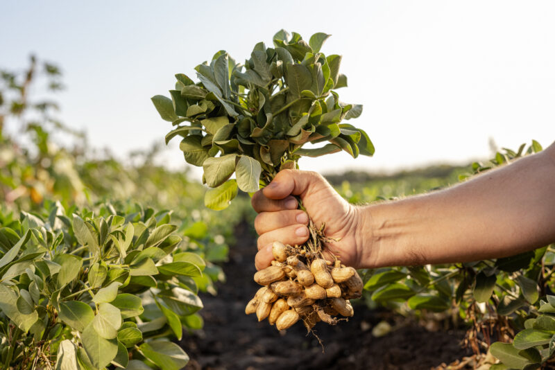 Santa Rosa Peanuts