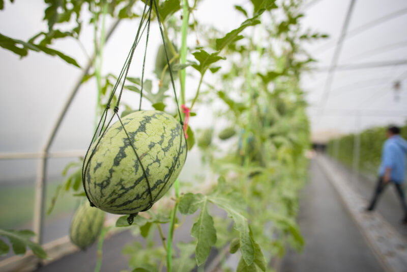 Desoto/Charlotte Co, Watermelon