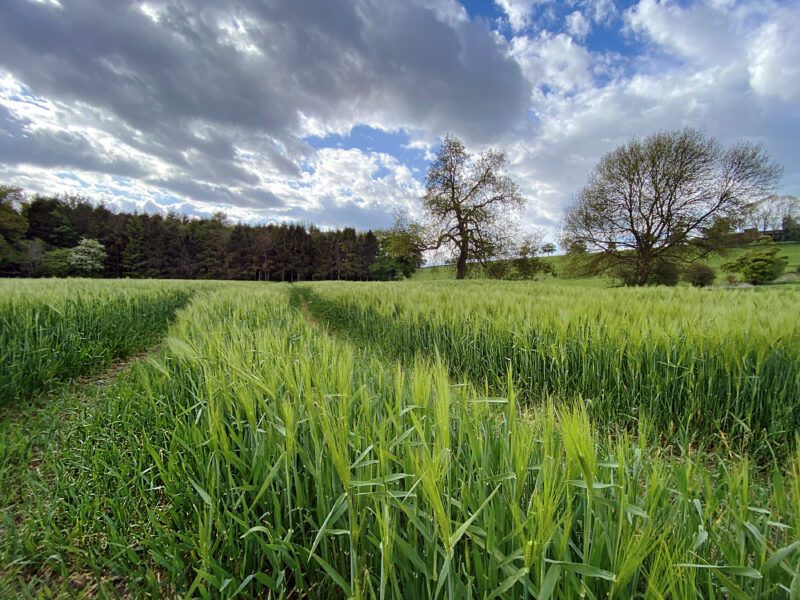 Lafayette Co Forage