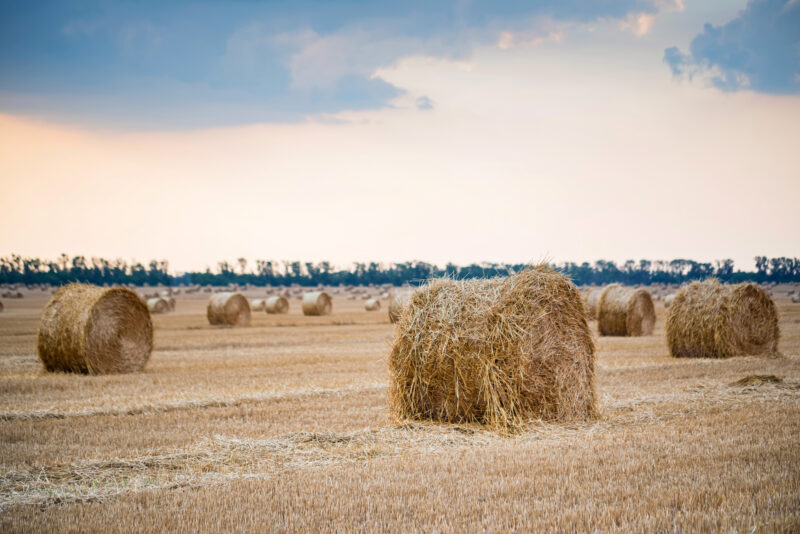 Wakulla County Hay