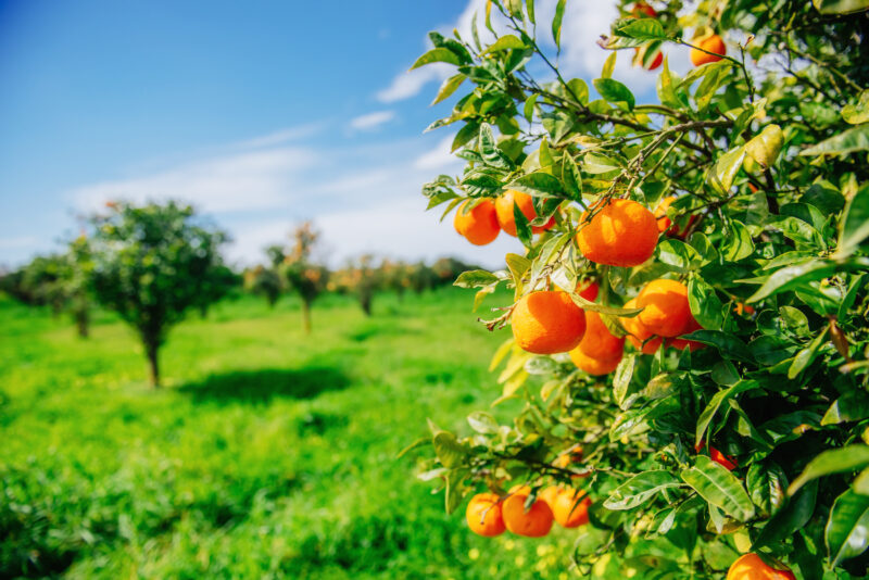 Orange Co, Oranges