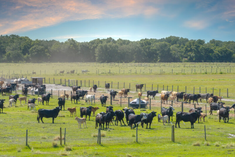 Okeechobee Co Cattle