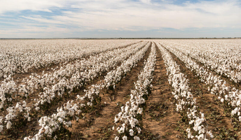 Escambia Co, Cotton