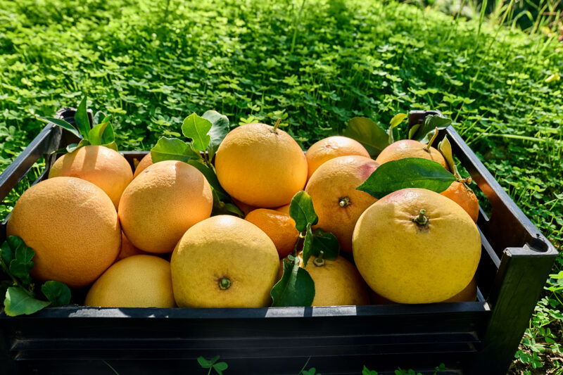 Indian River Co, Grapefruit
