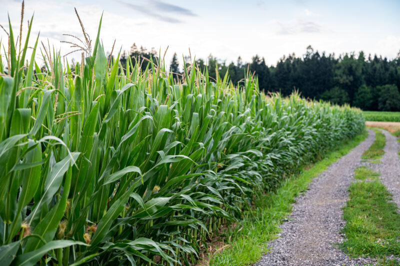 Gilchrist Co, Corn