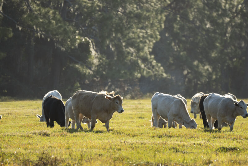 Hardee Co, cattle
