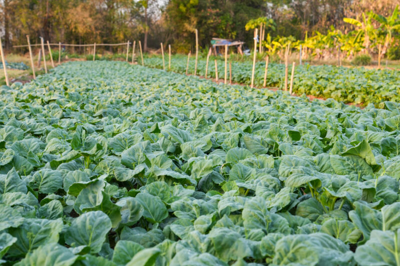 Martin Co Vegetables