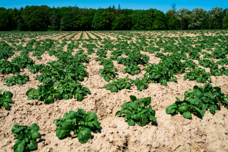 Putnam/St. Johns Potatoes