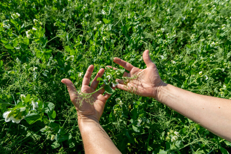Okaloosa Co Forage