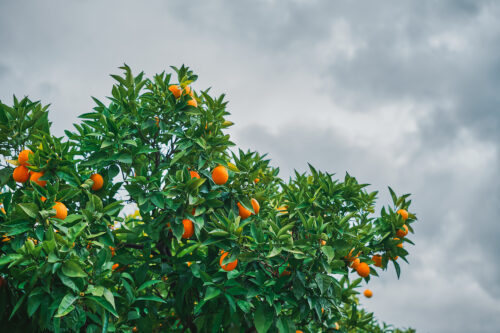 St Lucie Oranges
