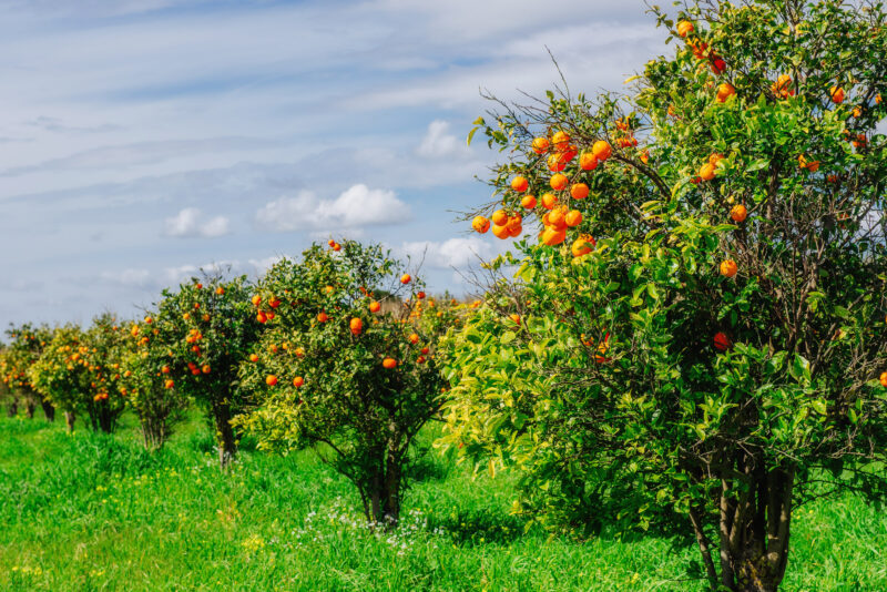 Highlands Co, Oranges