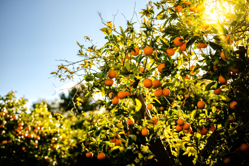 Madison Co Oranges