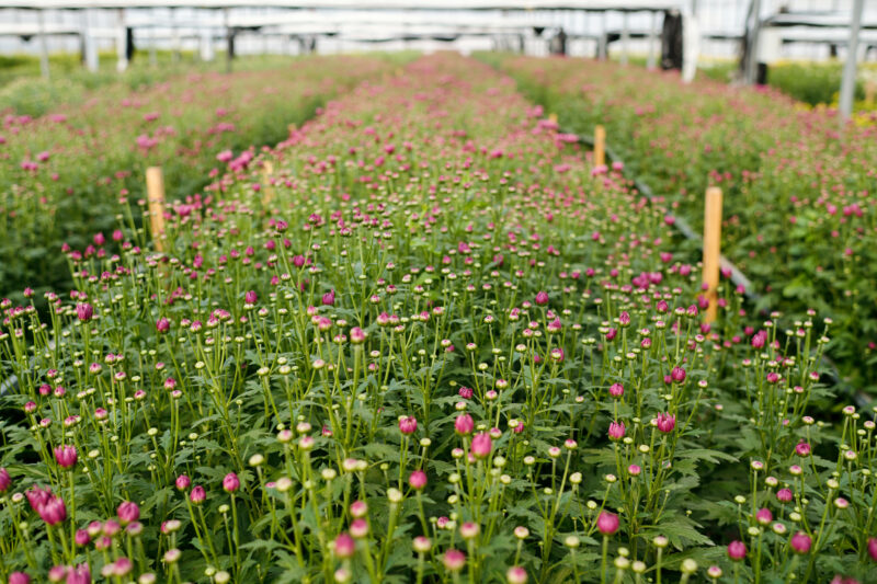 Volusia County Floriculture
