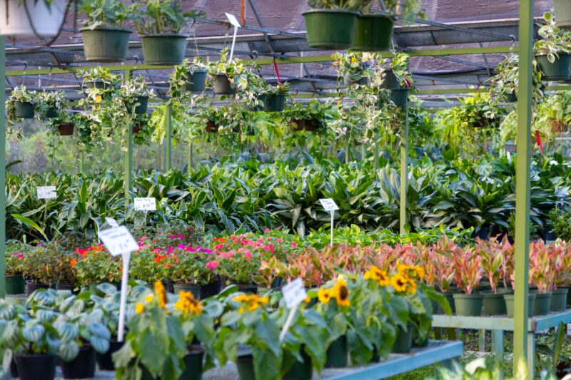 Pinellas Co floriculture