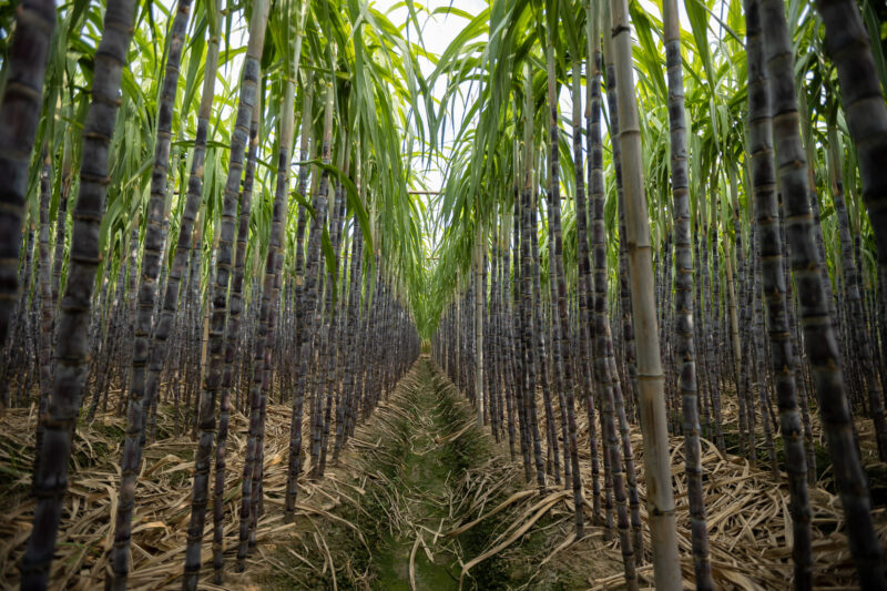 Hendry/Glades Co, Sugarcane