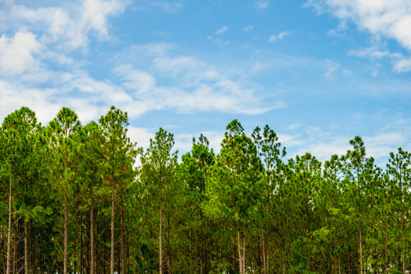 Nassau Co Timber