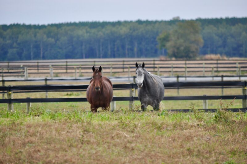 Marion Co Equine