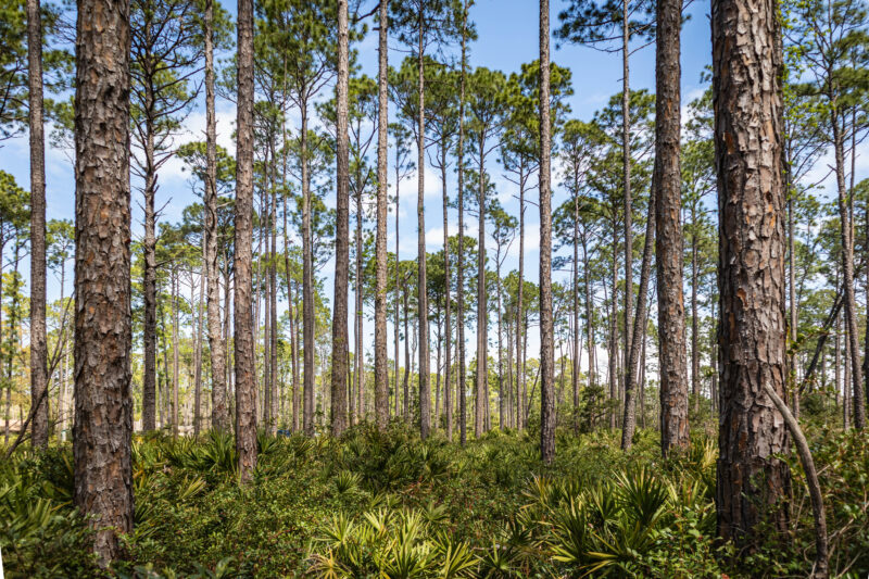 Liberty Co Timber/forestry