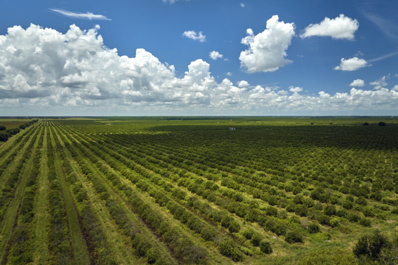 Polk Co Citrus
