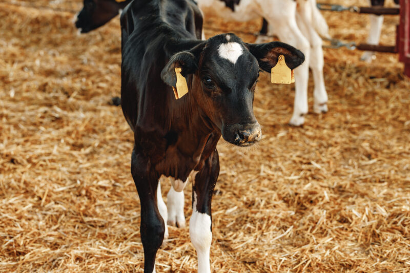 Columbia Co, Cattle/calves