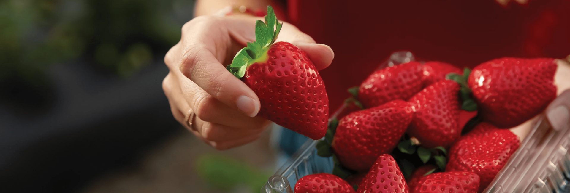 close up shot of a hand holding a strawberry, a full pint in the background.