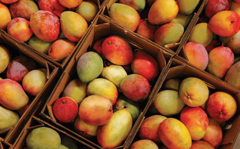 Boxes full of mangos