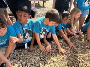 Participants wearing matching blue shirts examine and sort small rocks during an outdoor hands‑on educational activity.