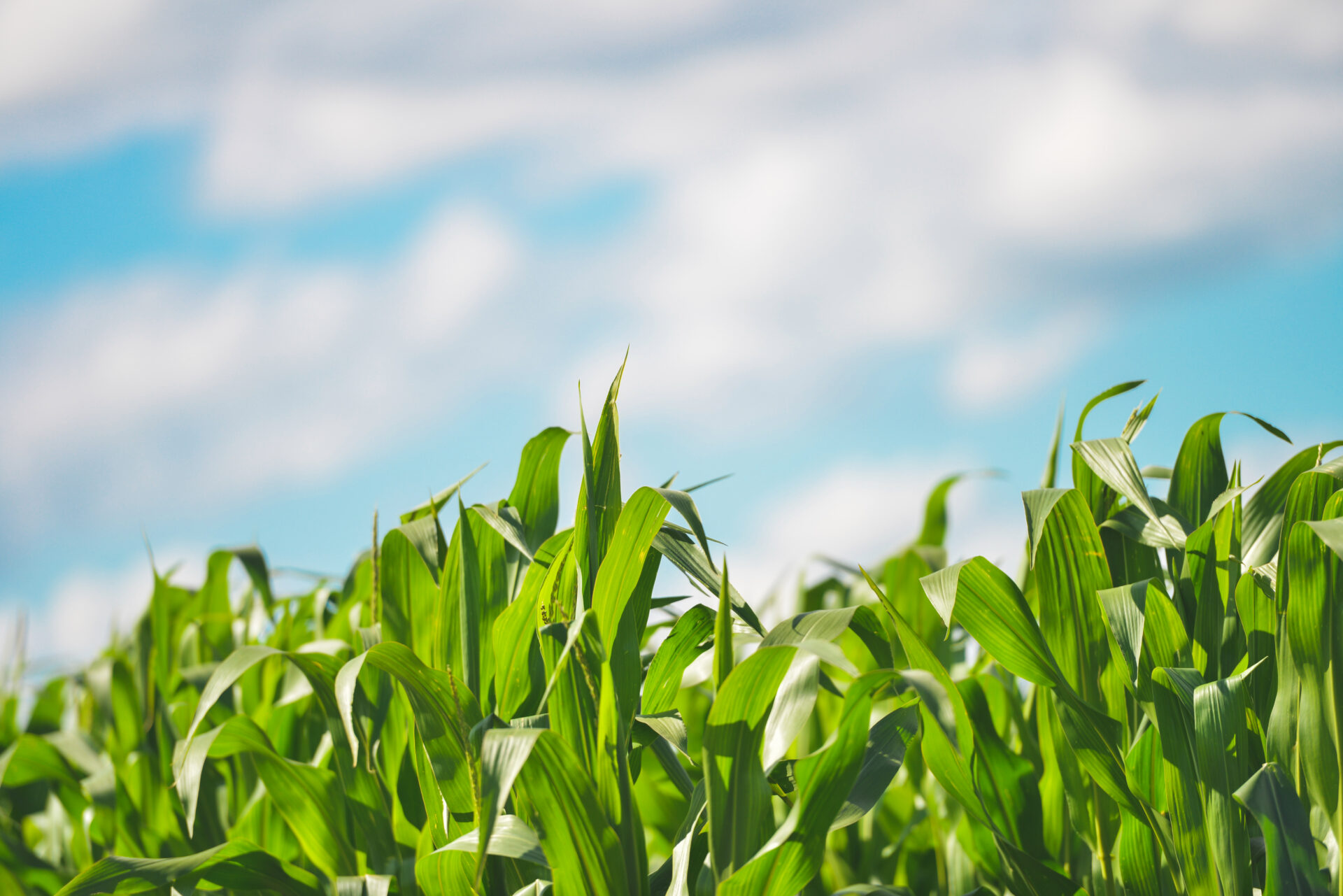 Corn field and blue sky.