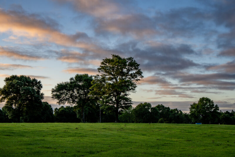 Grassy field at dusk with sunset in sky.