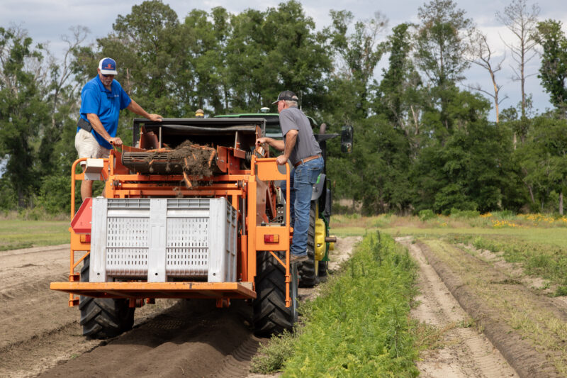 UF/IFAS staff harvesting carrots in Live Oak, Florida.